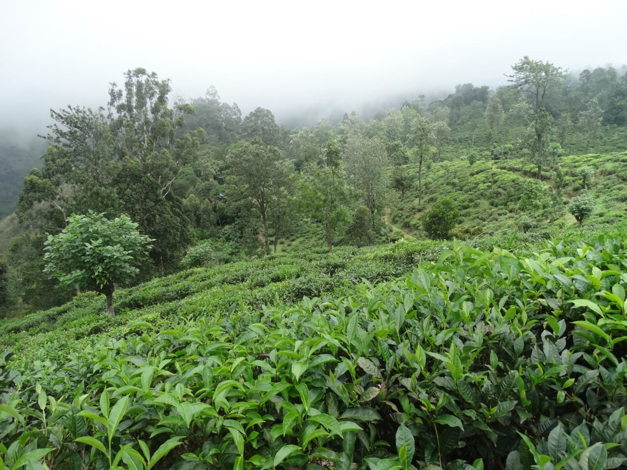 Tea leaves grown in Kaircombai, Kotagiri