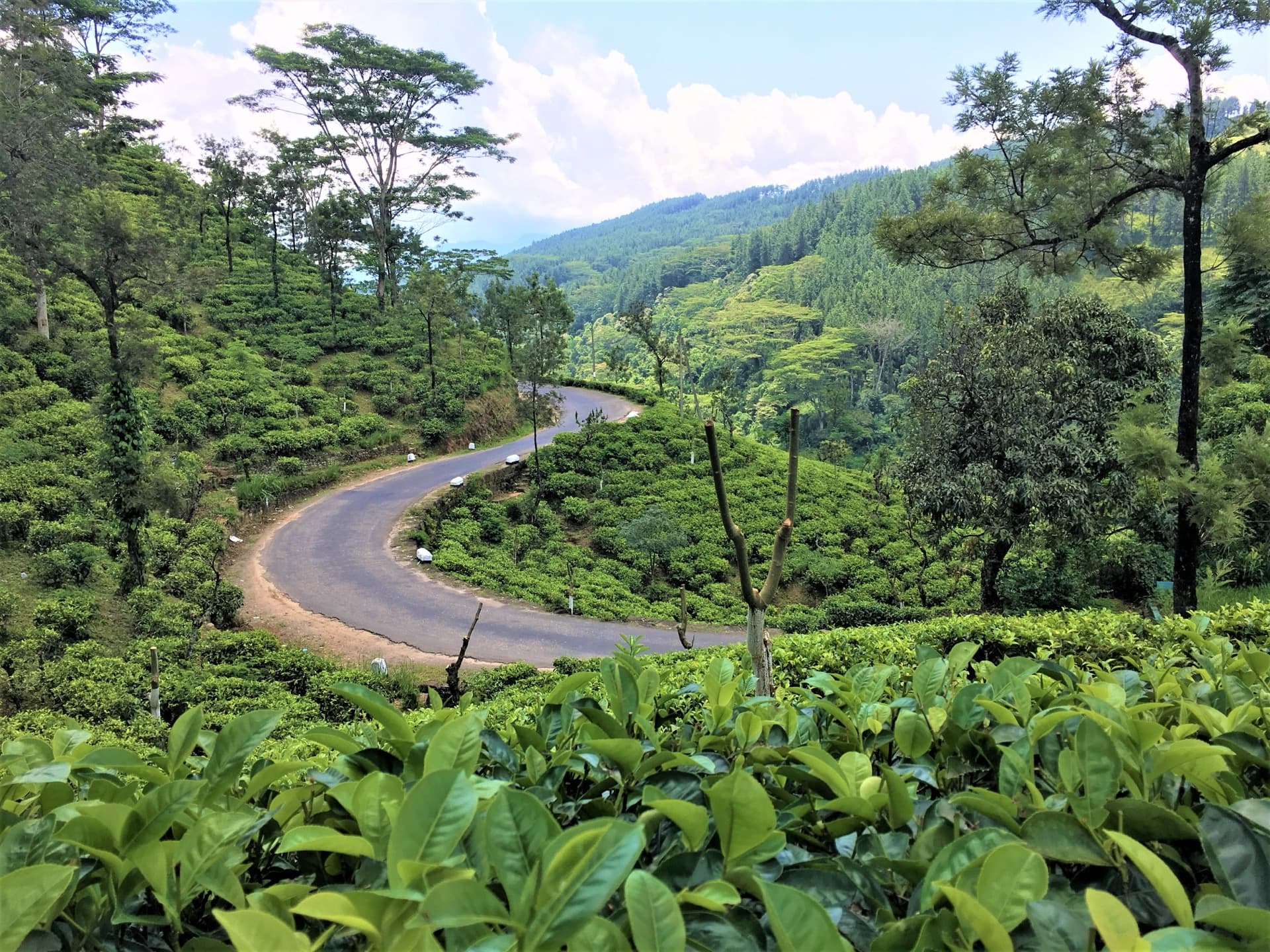 Lush green tea estate in the Nilgiri hills
